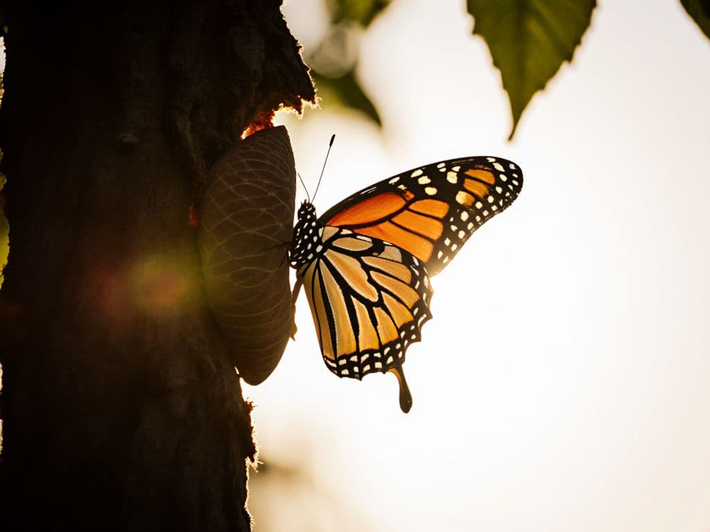 Butterfly emerging from cocoon in morning light representing transformation and positive change